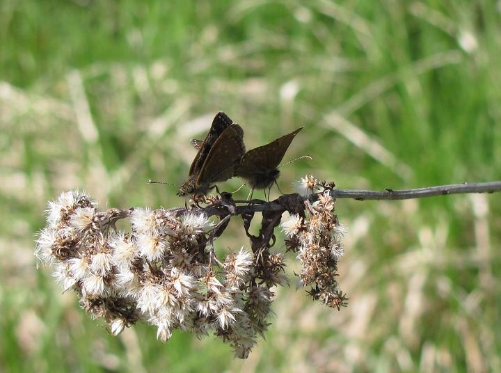 Erynnis tages in accoppiamento